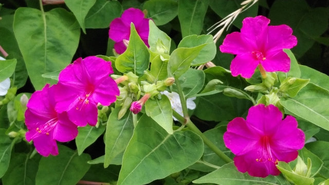 夏目漱石　それから　白粉草